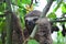 A Three-Toed Sloth in the Amazon Jungle, Peru
