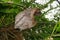 Three-toed sloth animal climbing plant in jungle