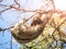 Three-toed sloth, Bradypus variegatus, hanging from a branch, Santa Cruz, Bolivia, South America.