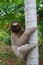 A three-toed sloth climbing on a tree