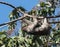 Three-toed Sloth climbing tree, Panama