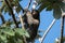 Three-toed Sloth climbing tree, Panama