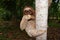 Three-toed sloth climbing on tree trunk in Panama