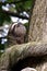 Three-toed sloth, Close-up