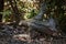 Three-Toed Sloth coming down from tree