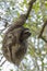 Three-toed sloth in Costa Rica