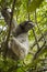 Three-toed sloth in Costa Rica