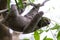 Three toed sloth in Costa Rica