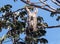 Three-toed Sloth feeding upside down, Panama