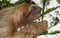 Three toed sloth head profile