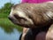 Three-toed sloth poses on the Amazon River of Brazil