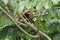 Three toed sloth resting over a branch close to Canopy Tower lodge, Panama