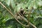 Three toed sloth resting over a branch close to Canopy Tower lodge, Panama