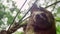 three toed sloth on tree in a Amazon rainforest