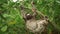 three toed sloth on tree in a Amazon rainforest