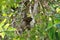 Three-toed sloth in the tree - Costa Rica