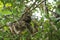 Three-toed sloth in the tree - Costa Rica