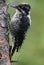 Three-Toed Woodpecker