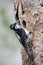 Three-toed woodpecker, Picoides tridactylus
