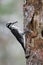 Three-toed woodpecker, Picoides tridactylus