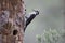 Three-toed woodpecker, Picoides tridactylus