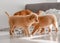 Three Toller Puppies Drinking From One Bowl At Home
