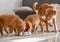 Three Toller Puppies Drinking From One Bowl At Home