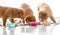 Three Toller Puppies Are Eating Food From Bowls At Home