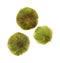 Three Tomatillos In Husks