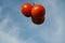 Three tomatoes suspended in mid air
