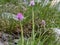 Three-toothed orchid, neotinea tridentata in habitat. Apuan Alps.