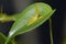 Three Toothed Pleurothallis