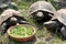 Three Tortoises