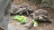 Three tortoises eating lettuce leaves on the ground