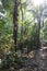 Three tourists hiking in the midst of the Amazon rainforest in Tambopata, Peru