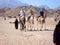 Three tourists ride on camels accompanied by a guide.