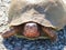 Three-towed box turtle, male, with red markings.