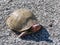 Three-towed box turtle, male, with red markings, full body