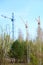 Three tower cranes at a construction site