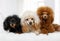 Three Toy Poodle dogs of different colors lying on a rug