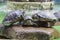 Three trachemys basking in the sun