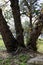 Three tree trunks rippled with burl growths