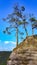 Three trees on a crag at Felsenburg Neurathen, Saxony, Germany