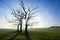 Three trees in field