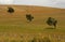 Three trees on a field