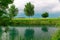 Three trees on the river bank, overcast sky, emerald green water with reflections