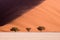 Three trees with wind blowing desert sand over the dune in Sossusvlei, Namibia.