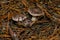 Three Tricholoma portentosum mushrooms. The mushrooms Tricholoma in the autumn pine forest after the rain.