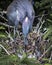 Three Tricolored Baby Herons and Mother in Nest