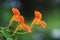 Three tropaeolum